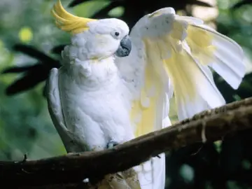 Lesser Sulphur-Crested Cockatoo