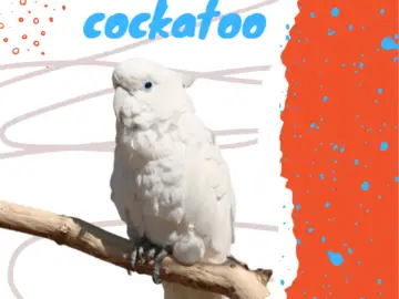 Solomon cockatoo