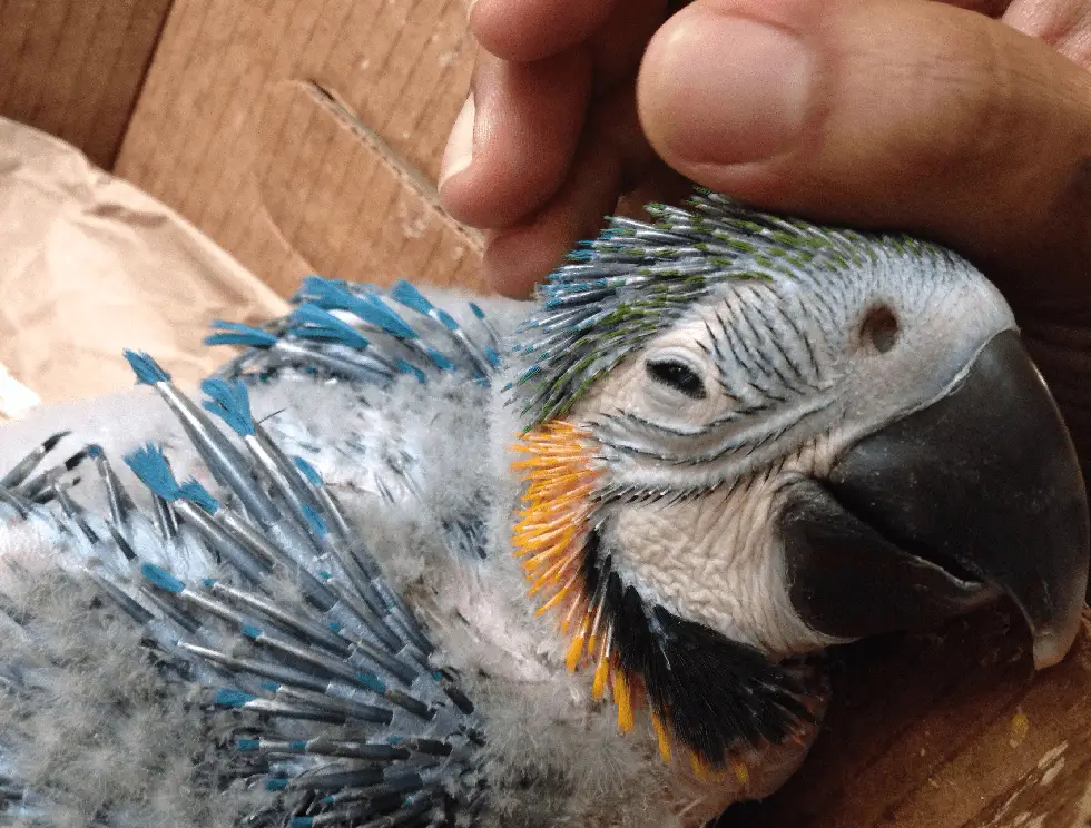 Adopt a baby Macaw parrot
