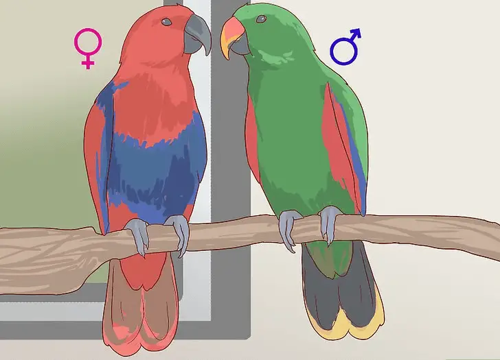 Determine the sex of Eclectus parrot