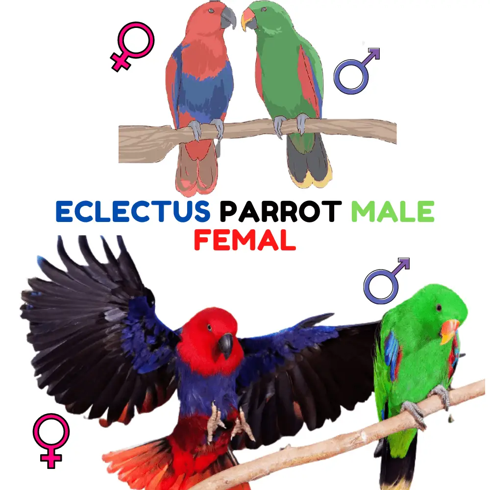Eclectus Parrot male femal