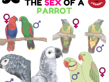 How to know the sex of a parrot