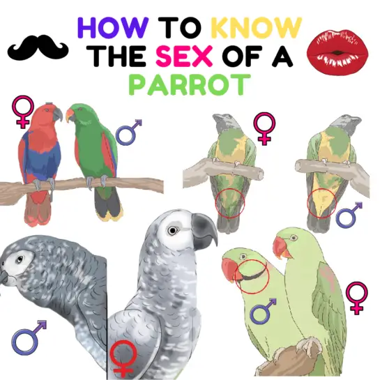 How To Know The Sex Of A Parrot – African Grey Parrot