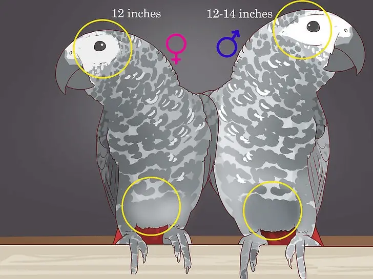 Know how to tell apart African grey parrots