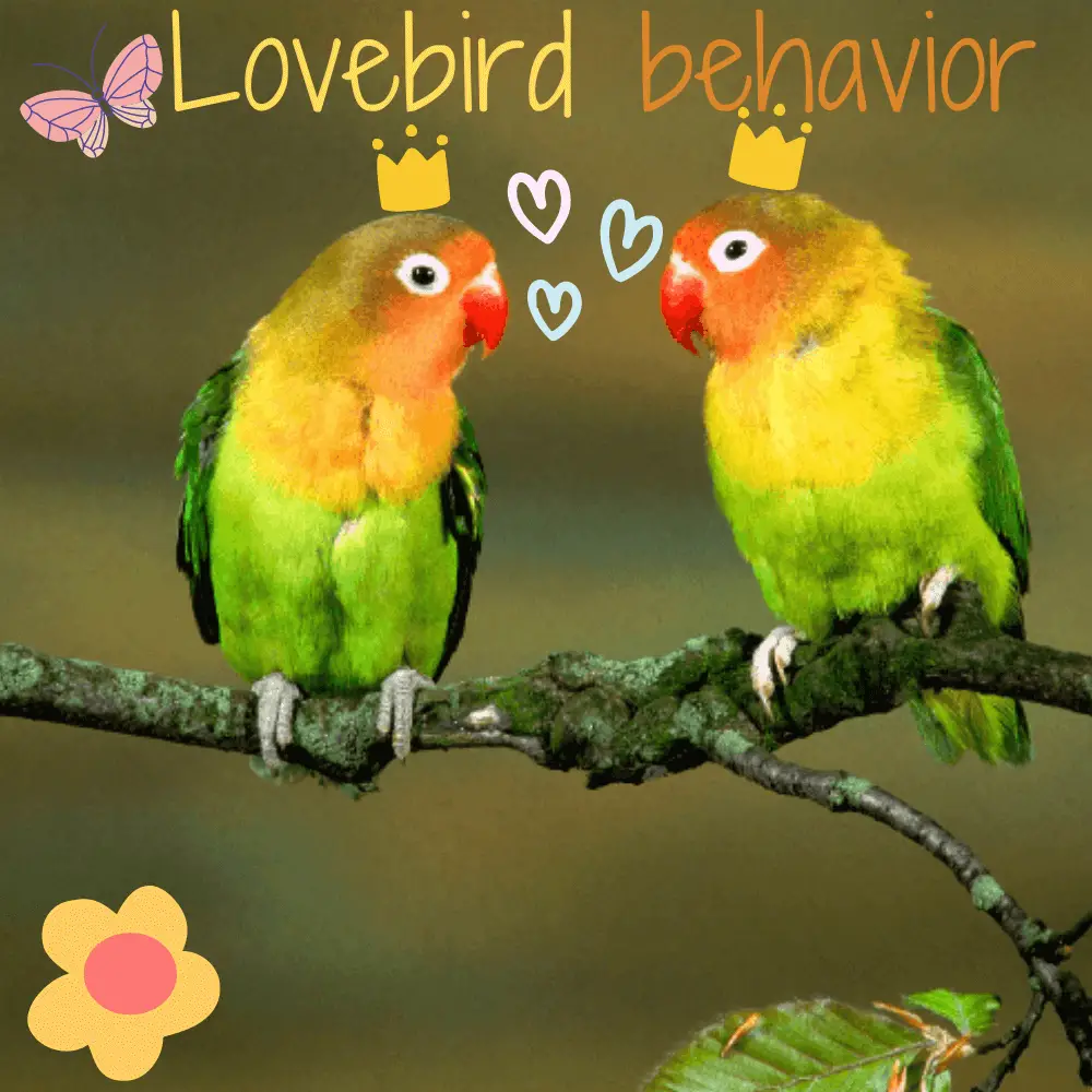 Lovebird behavior