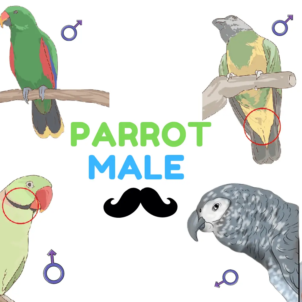 Parrot male