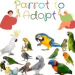 Parrot to Adopt