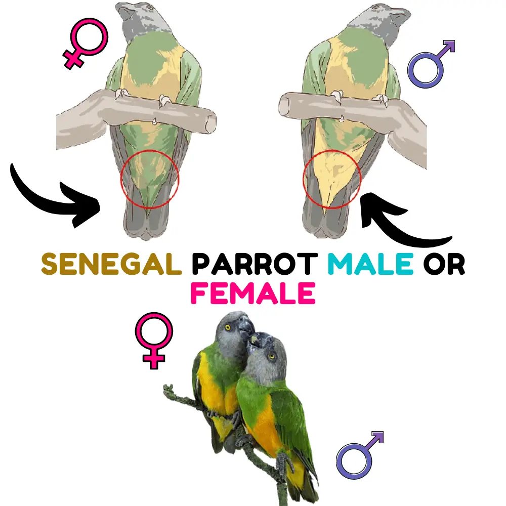 Senegal parrot male or female