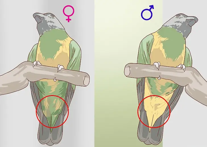 Visually observe the Senegal parrot