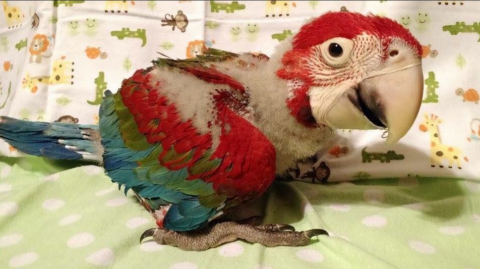 baby greenwing macaw