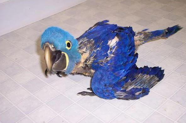 baby hayacinth macaw