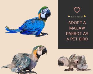 baby macaw