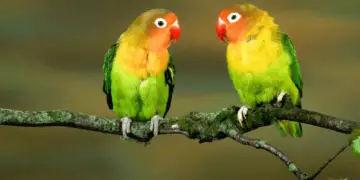 lovebird behavior