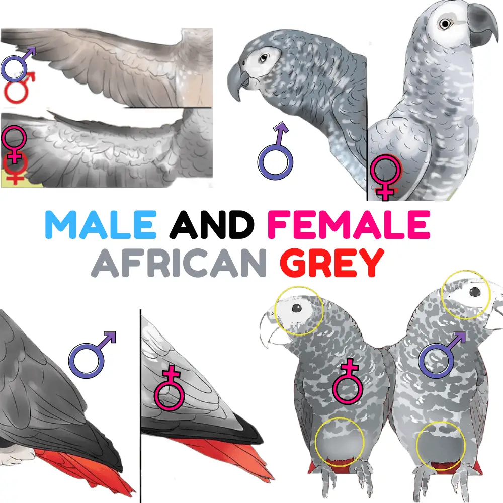 male and female african grey