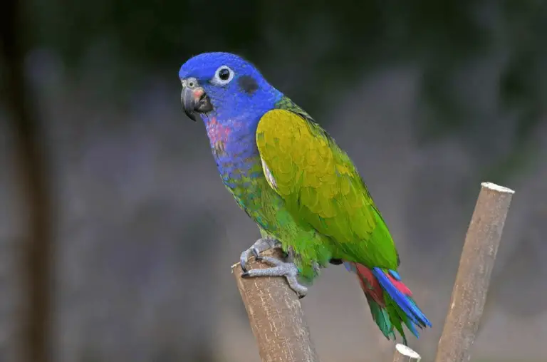 Pionus Parrot - Genus Parrot Health Diet Personality And Care