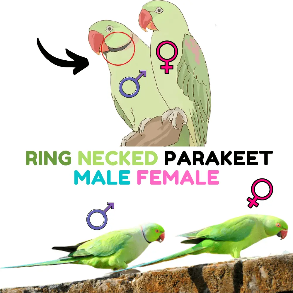  ring necked parakeet male female