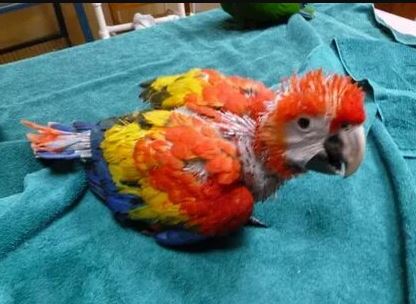 scarlet macaw baby