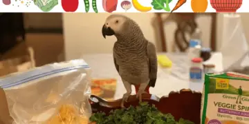 African grey food