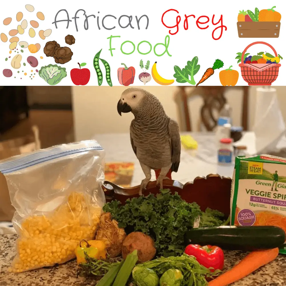 African grey food