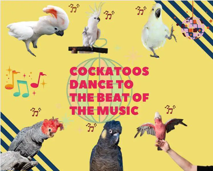 cockatoo dancing