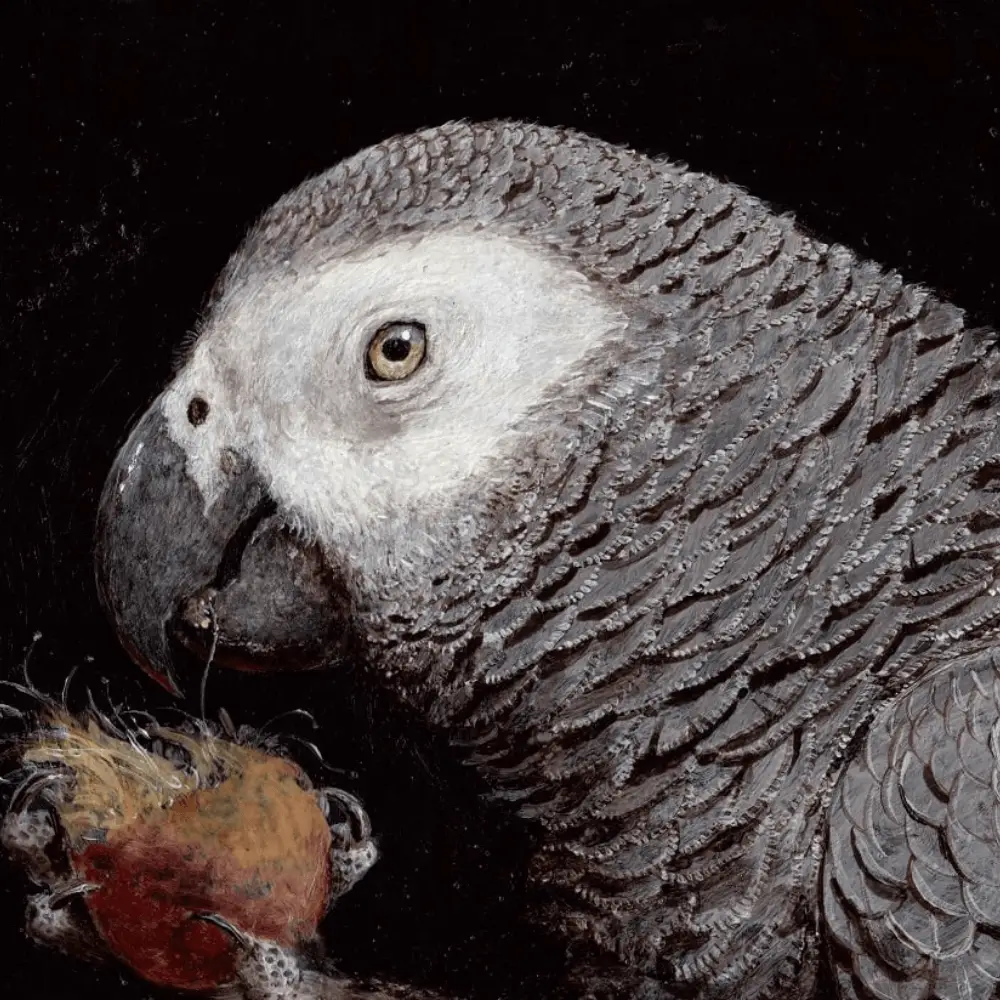 African grey painting