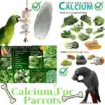 Calcium For Parrots