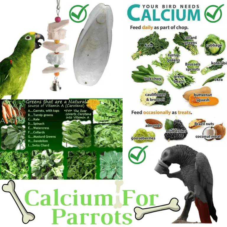 calcium rich food for budgies