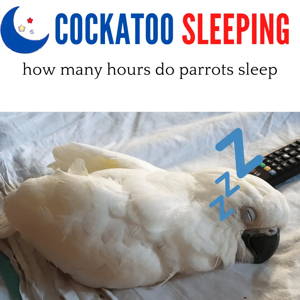Cockatoo sleeping