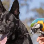 Cohabitation between Parrot and Dog