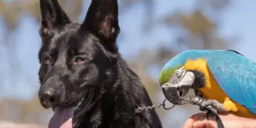 Cohabitation between Parrot and Dog