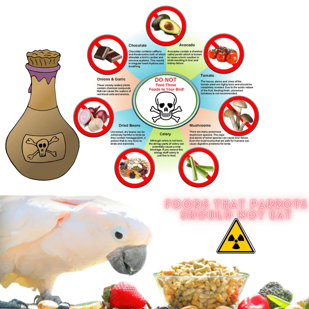 Foods That Parrots Should NOT Eat