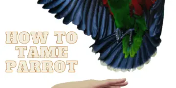 How to Tame Parrot