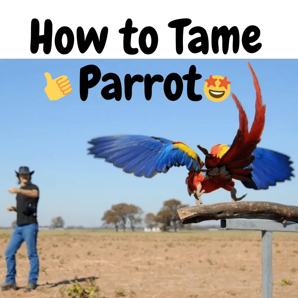 How to Tame Parrot