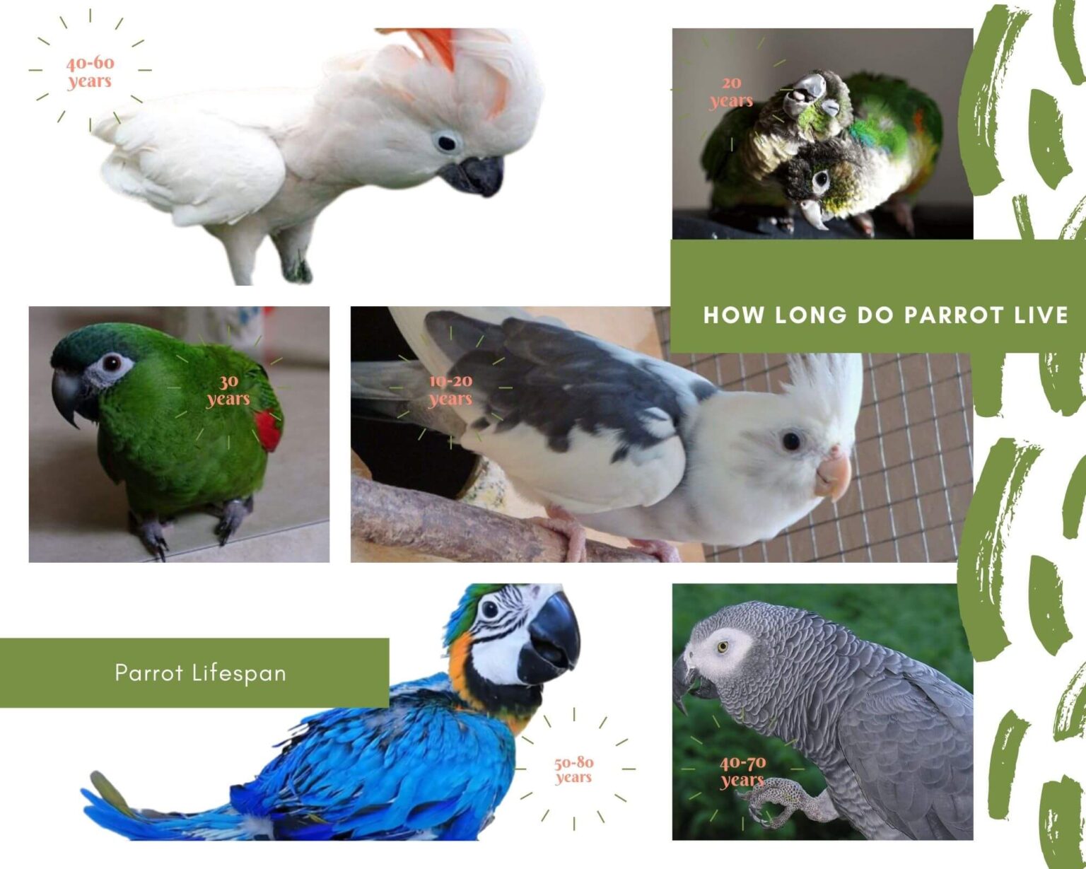 How Long Do Parrots Live - Parrot Lifespan