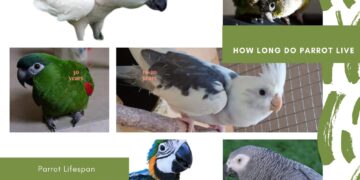 Parrot Lifespan