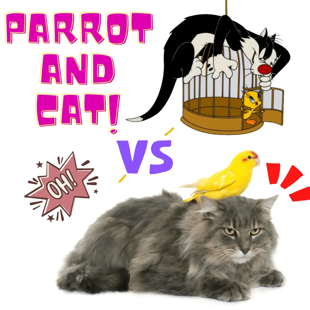 Parrot and Cat