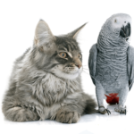Parrot and Cat