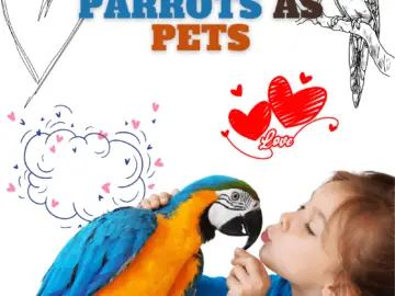 Parrots as pets