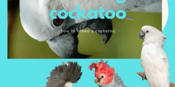 breeding cockatoo