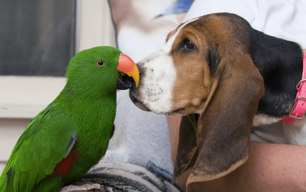 parrot and dog