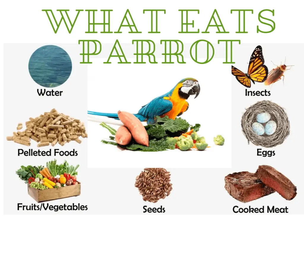 what eats parrot Healthy Parrot Diet, Nutrition, Toxic Foods