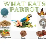 what eats parrot