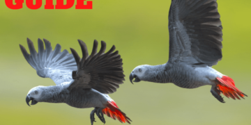 African Grey Guide