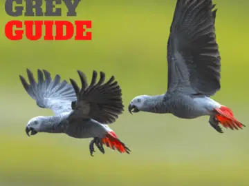 African Grey Guide