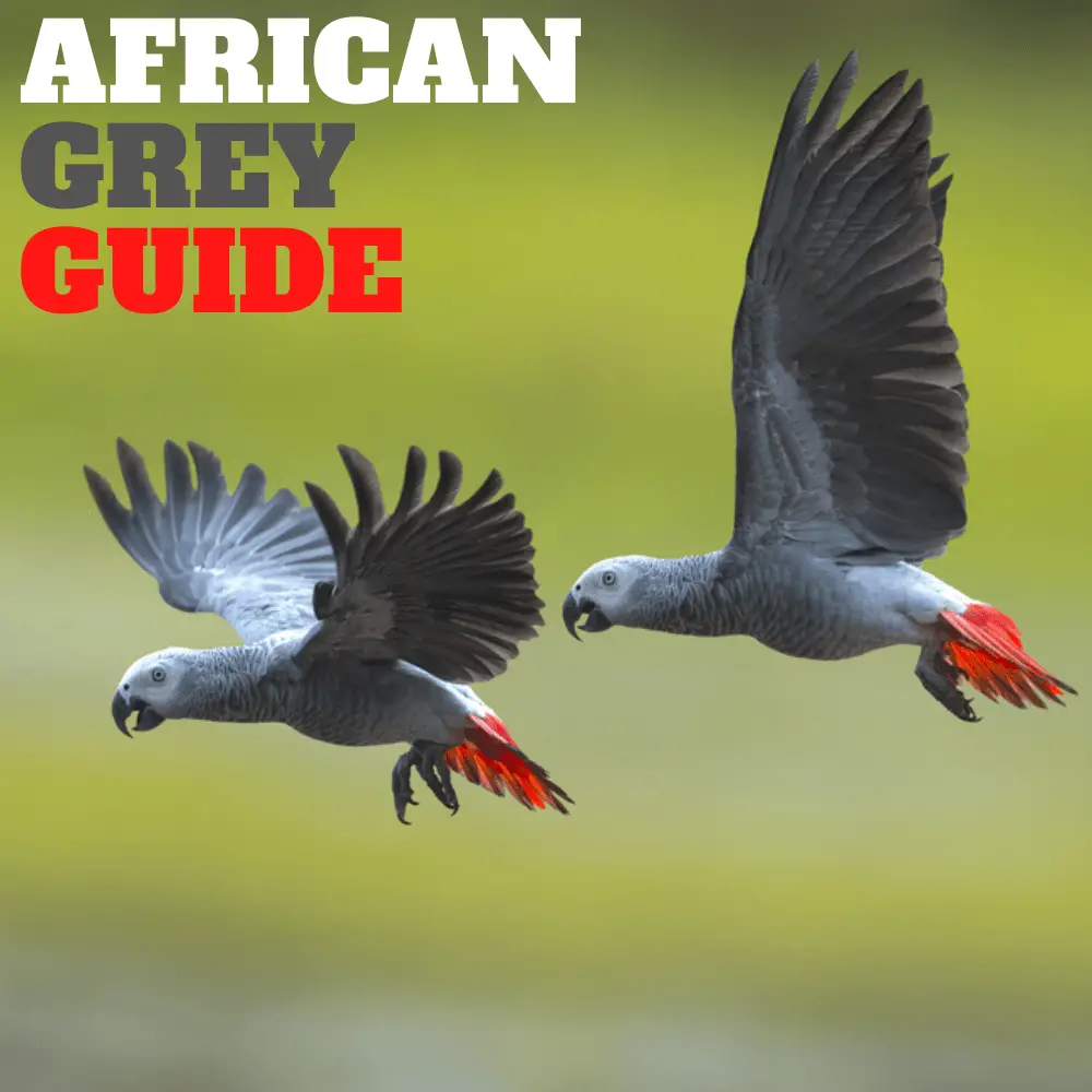 African Grey Guide Congo African Grey Price Lifespan Intelligence Diet