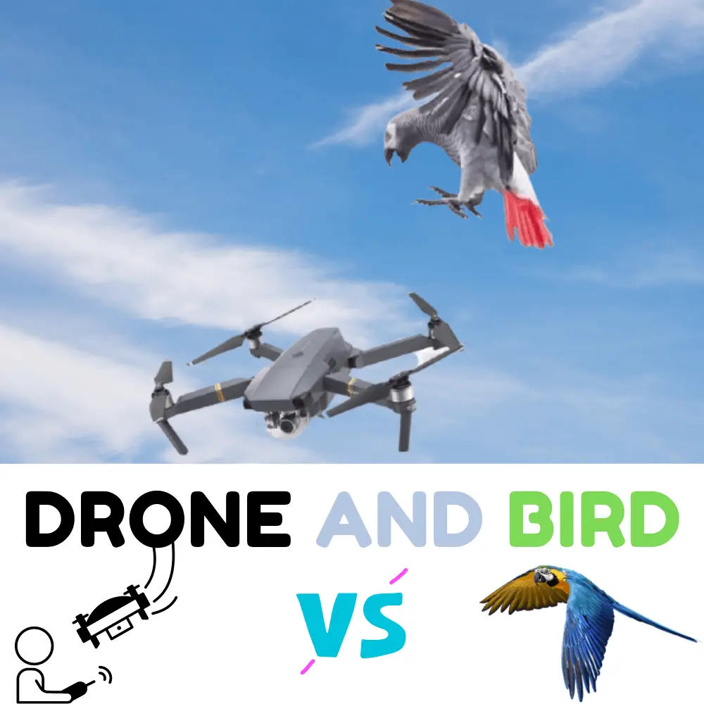Birds and Dron