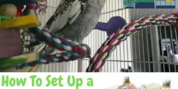 How To Set Up a Cockatiel Cage