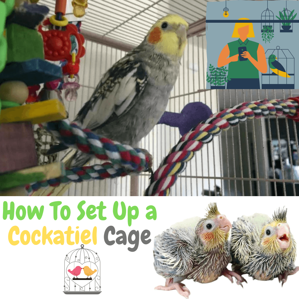 How To Set Up a Cockatiel Cage