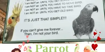 Parrot Care