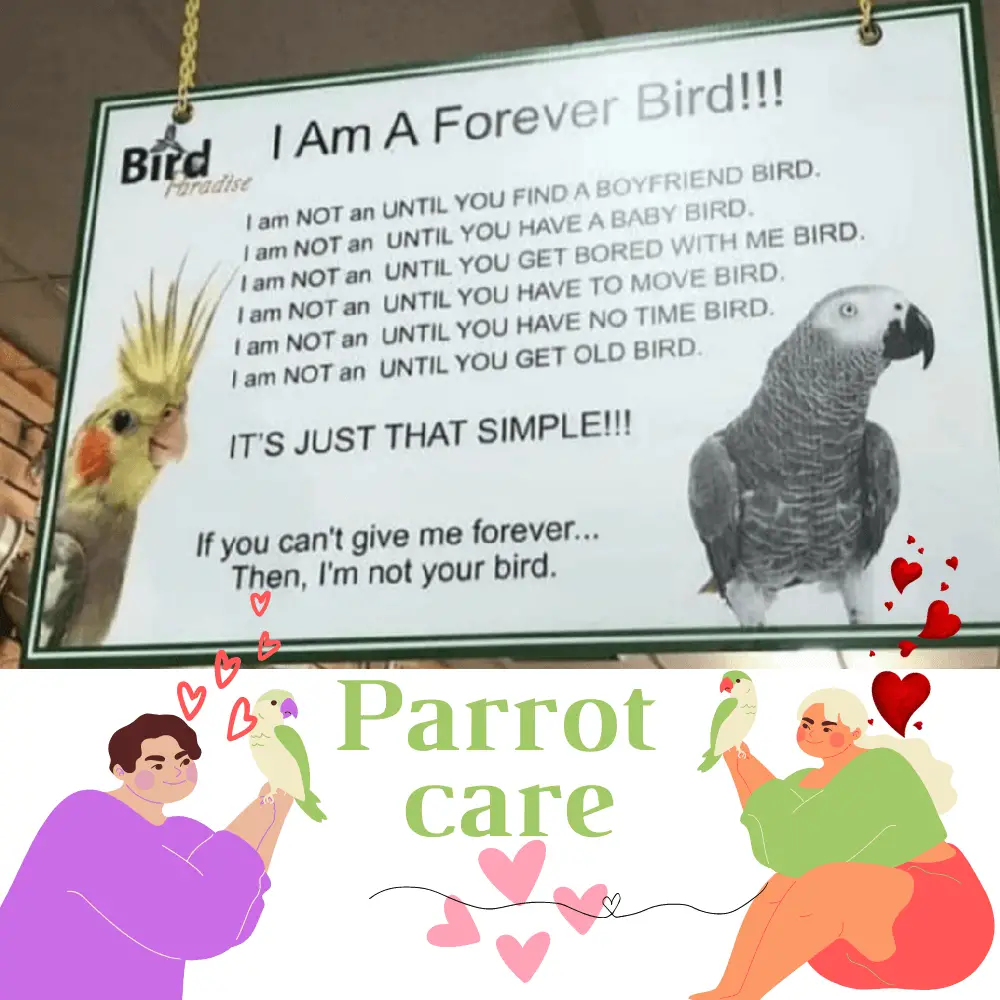 Parrot Care